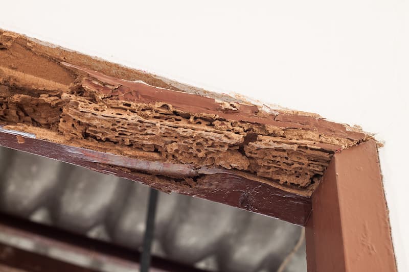Termites: What To Look Out For