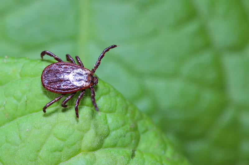 Ticks And Fleas: What To Know And When To Worry