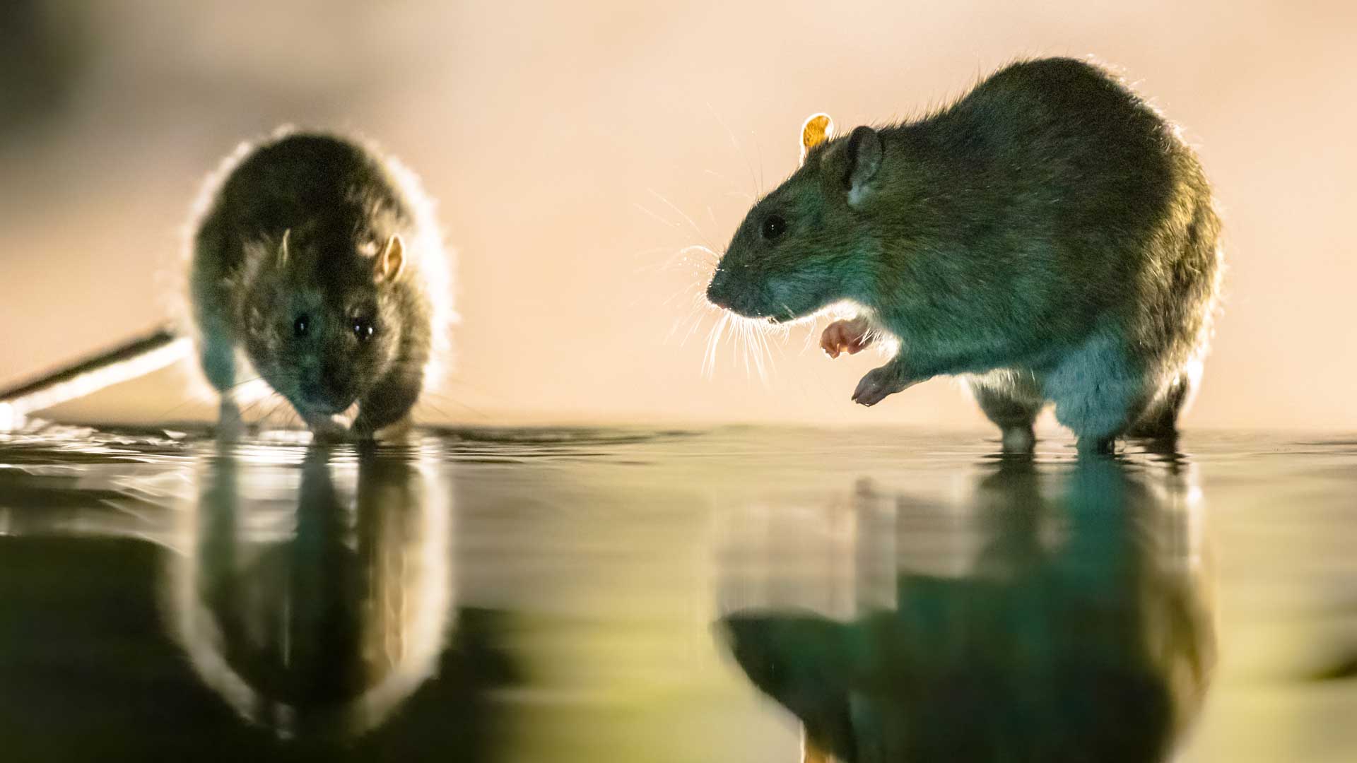 First Banner Image