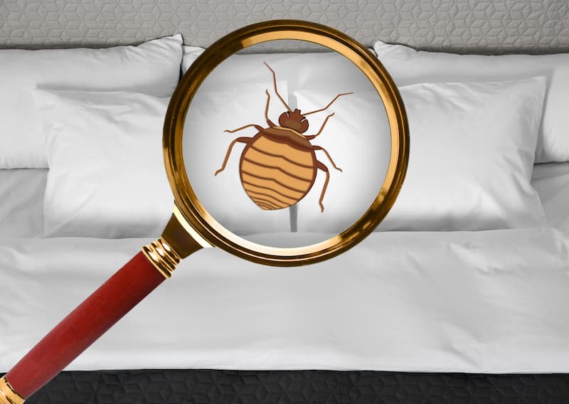 Are DIY Bed Bug Treatments Right For You?