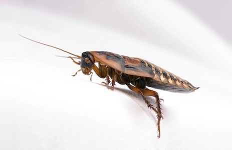 Roach Control: What Homeowners Need to Know