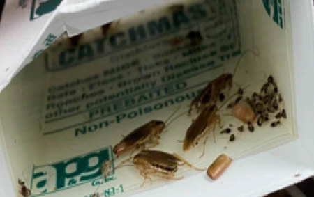 The Benefits of Quarterly Pest Control for Year-Round Protection