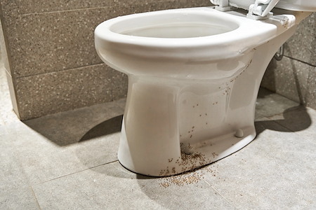 What Causes Ant Infestations in Kitchens and Bathrooms?