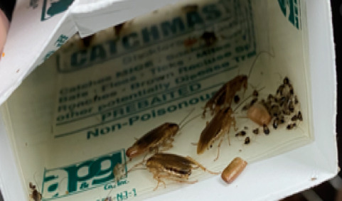 German Roach Cleanout in Marietta, GA