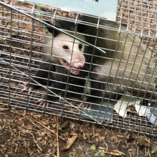 Wildlife-Removal-in-Dallas-GA 0