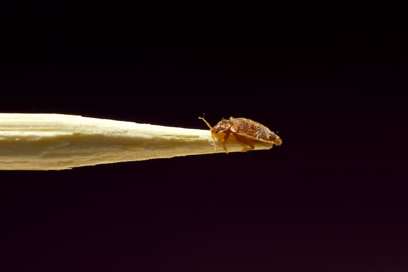 Bed Bug Treatment