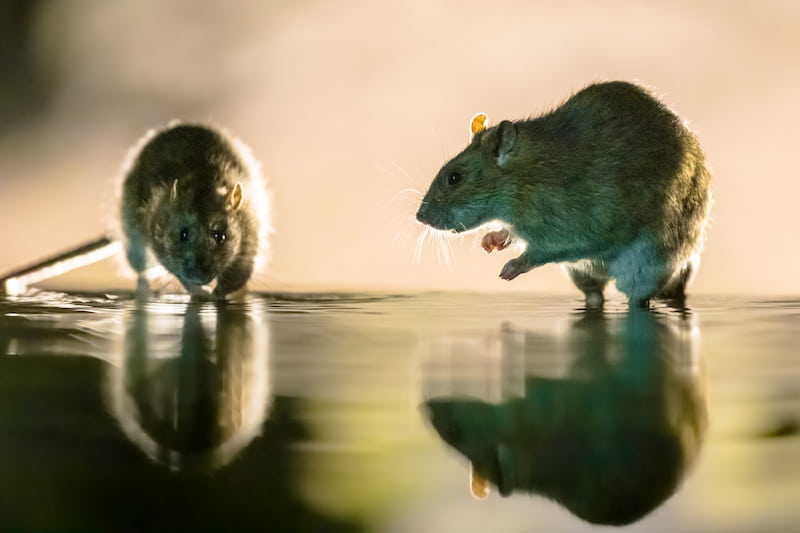 Top 10 Rodent Control Tips for Warehouse Managers