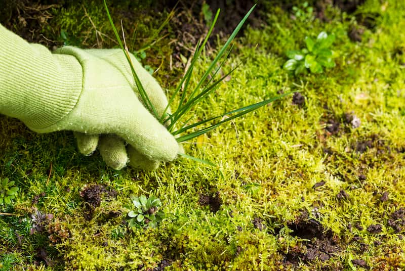 Weed Control and Lawn Fertilization
