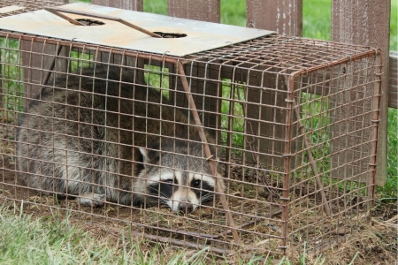 Wildlife Removal