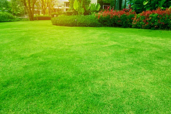 Weed Control and Lawn Fertilization